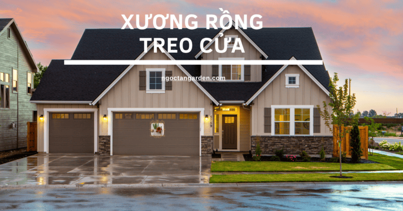 Xương rồng treo cửa