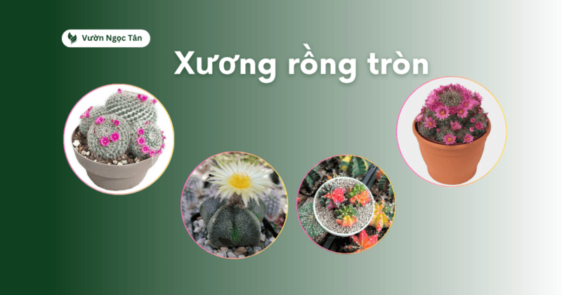 cây xương rồng tròn đẹp