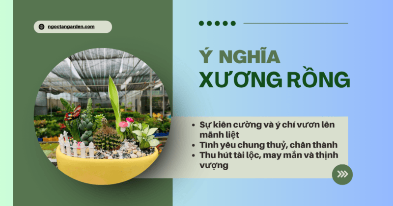 Ý nghĩa cây xương rồng