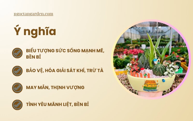 ý nghĩa xương rồng