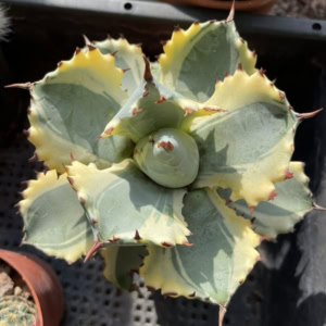 Xương rồng Agave