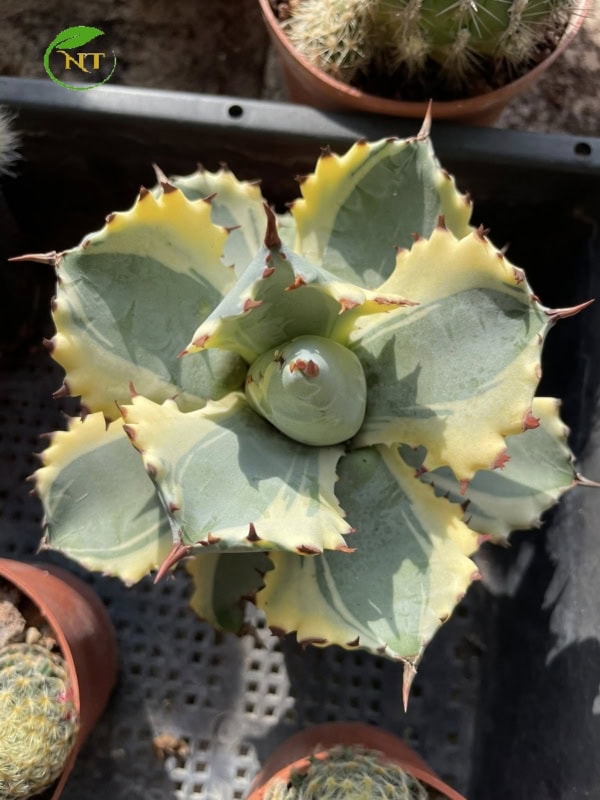 Xương rồng Agave