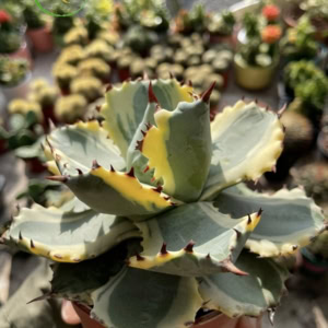 Xương rồng Agave
