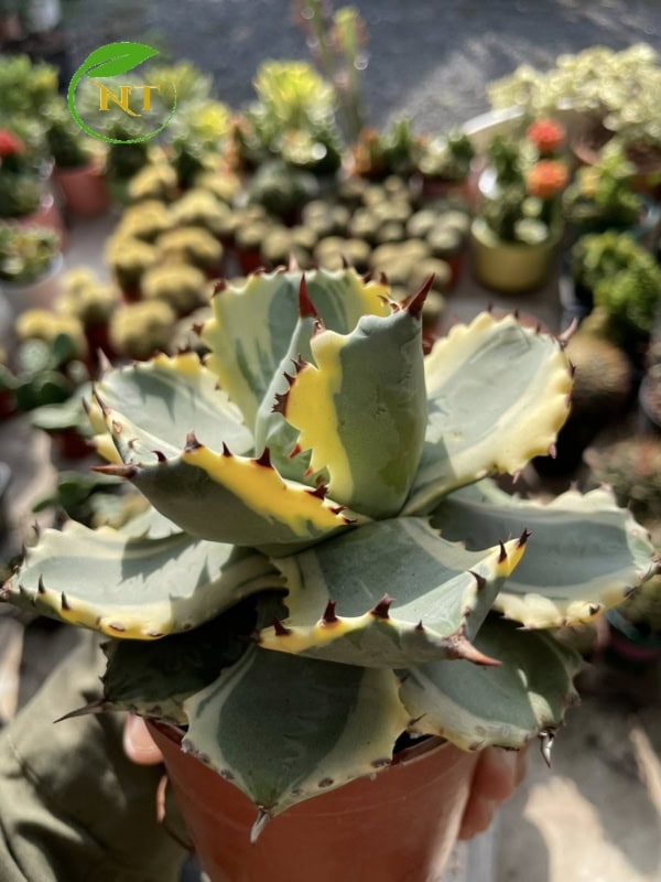 Xương rồng Agave