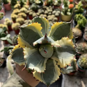 Xương rồng Agave