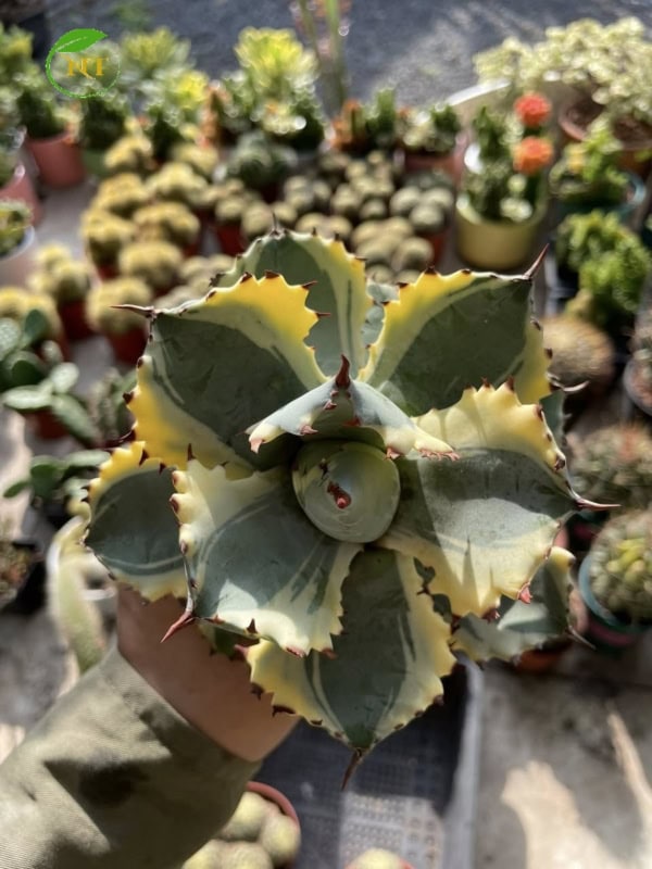 Xương rồng Agave