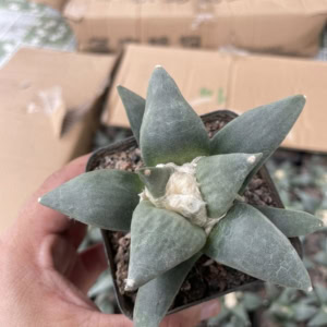 Xương rồng Ario