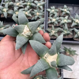 Xương rồng Ario