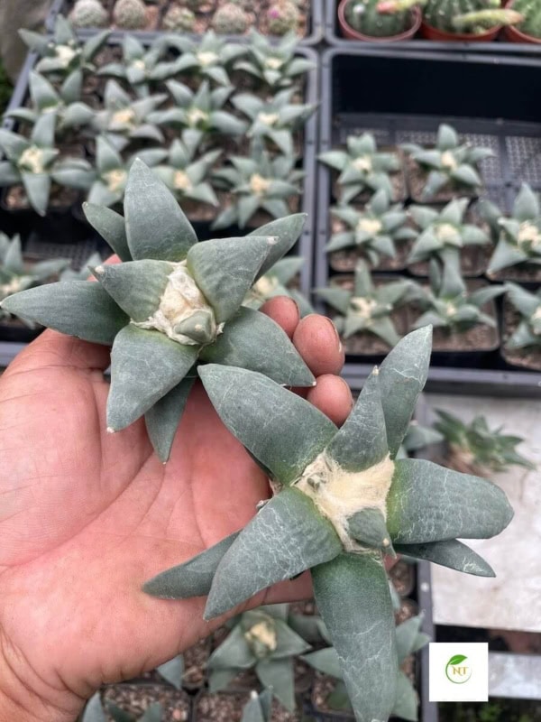 Xương rồng Ario