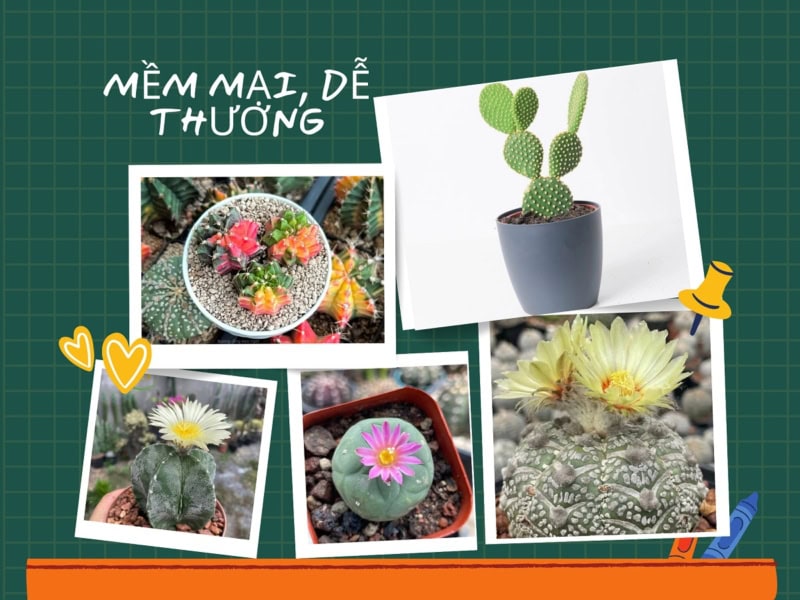 Xương rồng không gai đẹp
