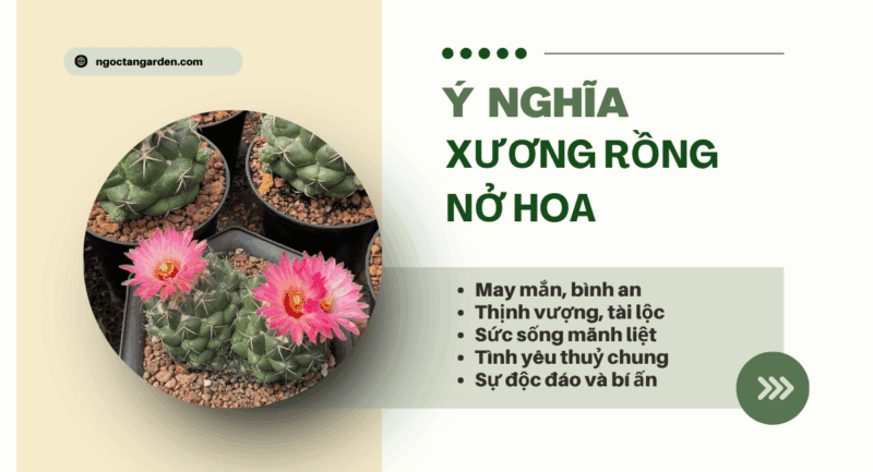 Xương rồng nở hoa là điềm gì