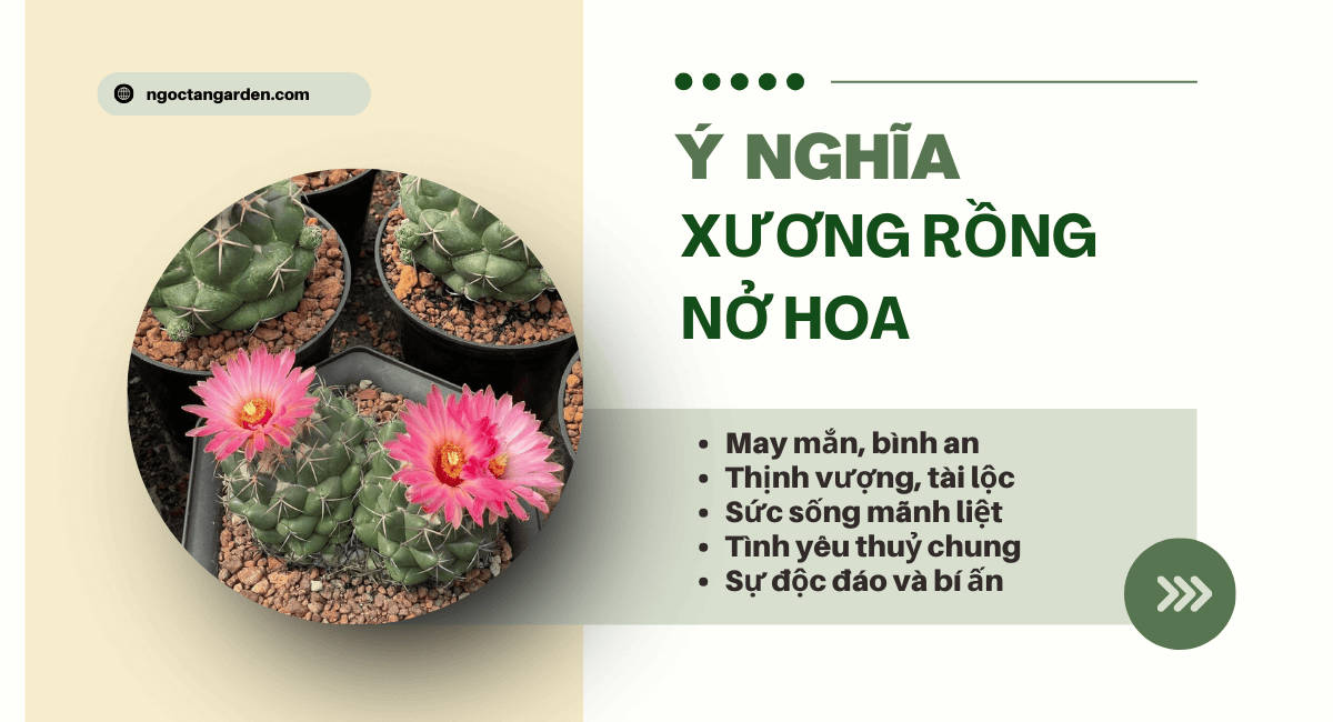 Xương rồng nở hoa là điềm gì
