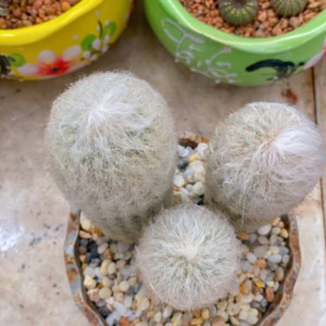 Xương rồng Trụ Ông Già