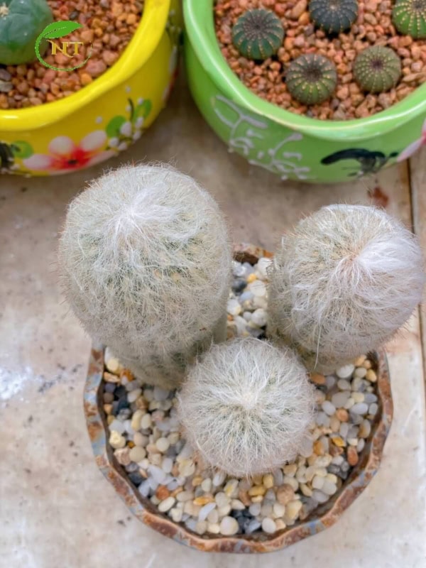 Xương rồng Trụ Ông Già