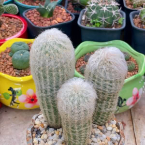 Xương rồng Trụ Ông Già