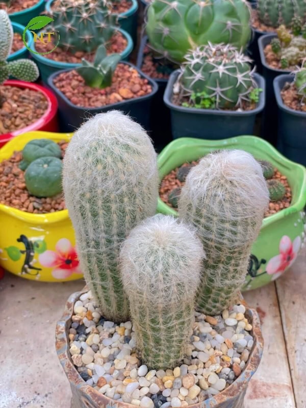 Xương rồng Trụ Ông Già