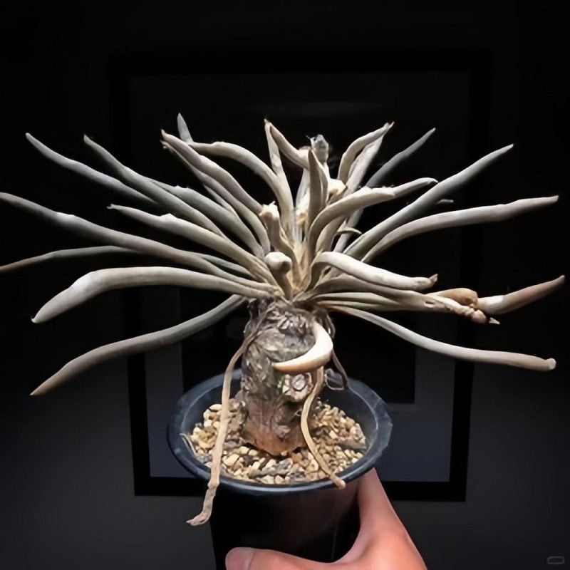 Astrophytum caput-medusae (Xương rồng "đầu rắn Medusa")