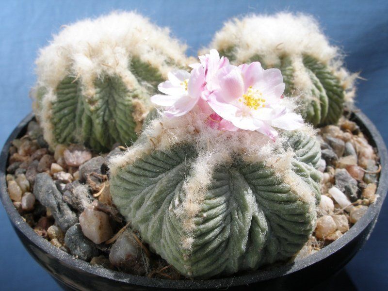 Aztekium ritteri