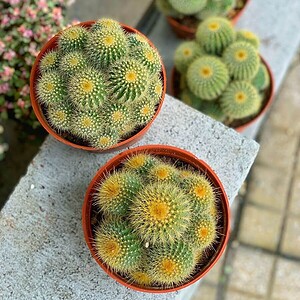 Xương rồng bóng vàng