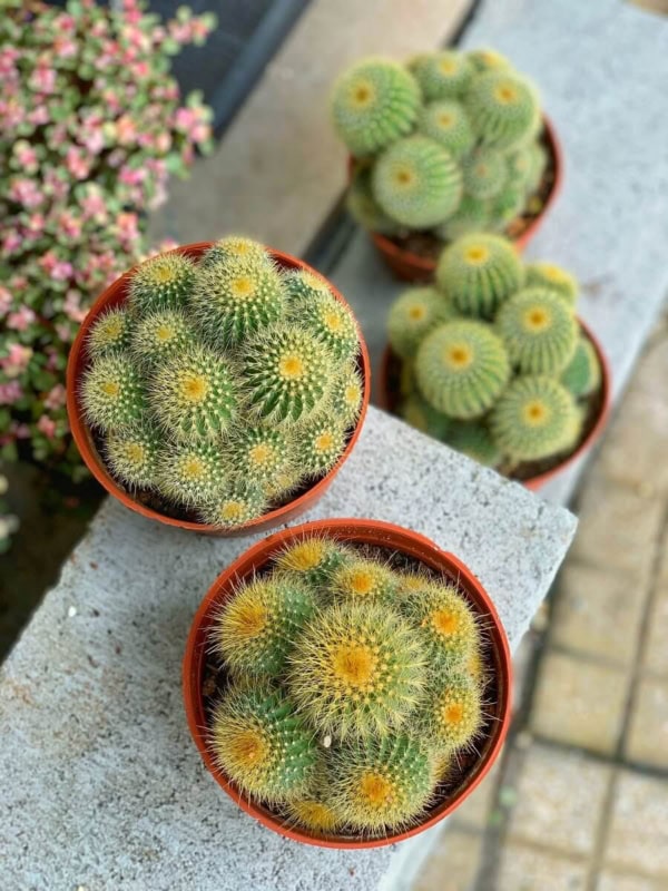 Xương rồng bóng vàng