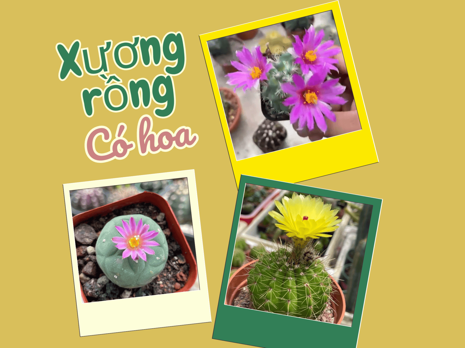 Ngọc Tân gợi ý những loại xương rồng siêu hoa phổ biến ở Việt Nam