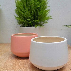 Chậu sứ kim cương lùn