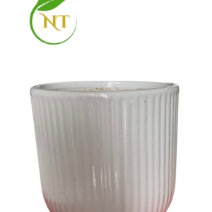 Chậu trụ sọc gân