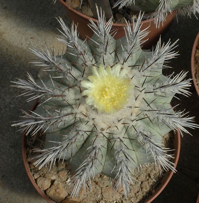 Các loài thuộc chi Copiapoa và Eriosyce (Chile)