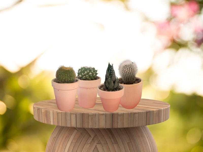 Để xương rồng trên bàn làm việc