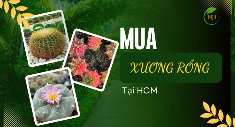 Mua cây xương rồng ở đâu Tphcm đẹp?