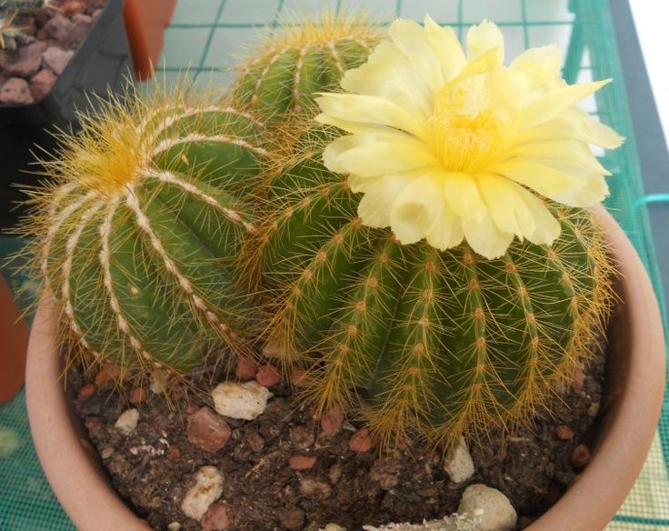 Xương rồng Bí Xanh (Notocactus magnificus / Parodia magnifica)