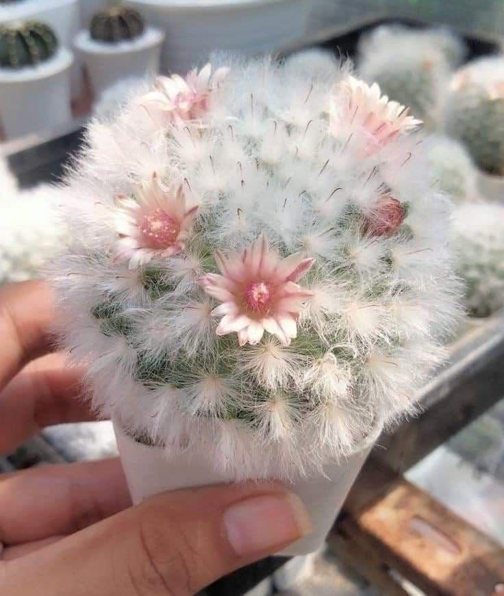 Xương rồng Bông Gòn (Mammillaria plumosa)