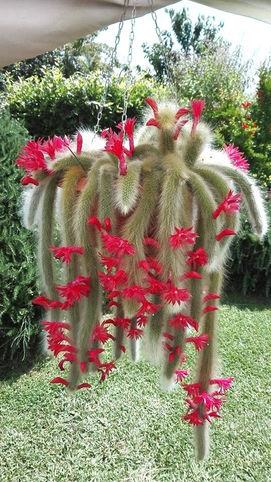 Xương rồng đuôi chồn / đuôi khỉ (Cleistocactus winteri)