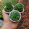 Xương rồng râu mèo