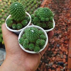 Xương rồng râu mèo