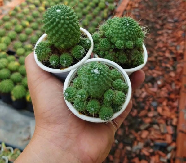 Xương rồng râu mèo