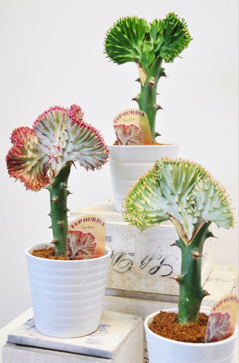Xương rồng sao biển (Euphorbia lactea Crest)