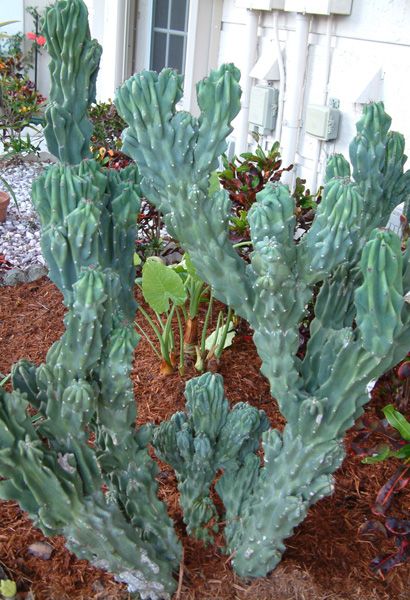Xương rồng Thanh Sơn dạng quái (Cereus peruvianus monstrosus)