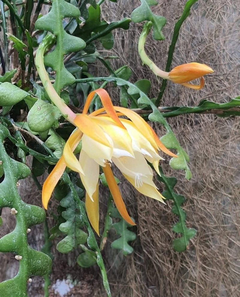 Xương rồng xương cá (Epiphyllum anguliger)
