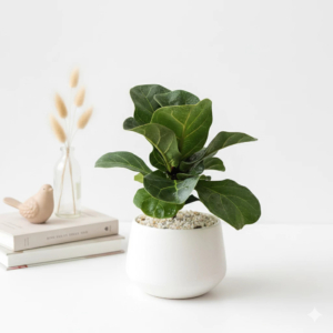 chậu cây bàng singapore để bàn