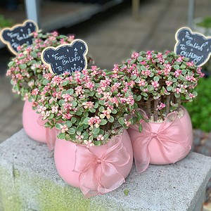 chậu sen đá đô la để bàn