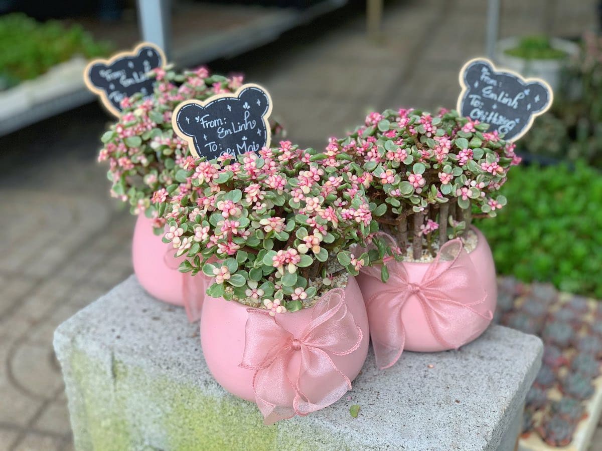 chậu sen đá đô la để bàn