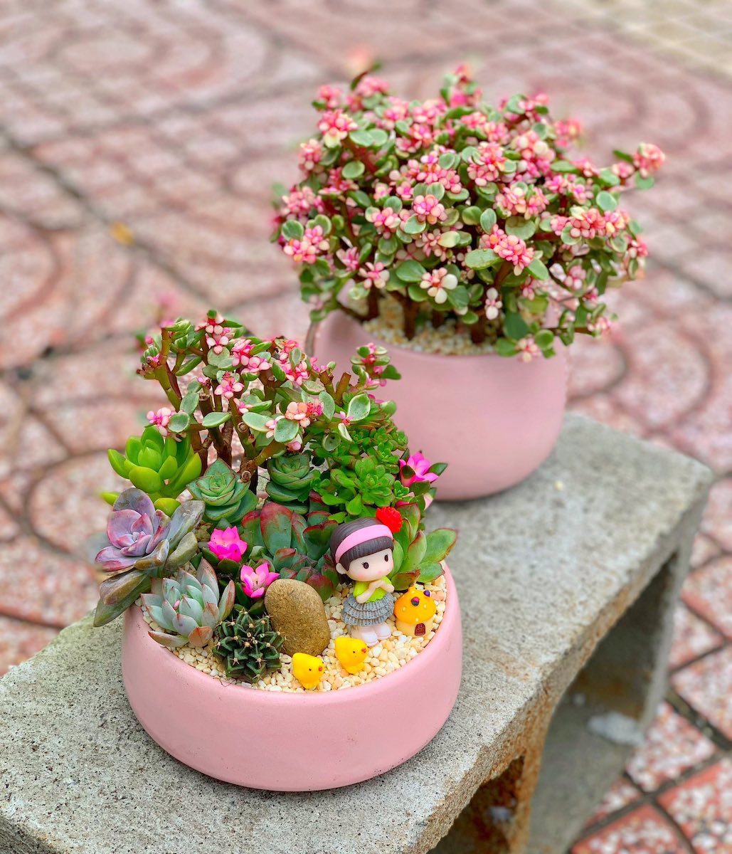 chậu sen đá đô la để bàn