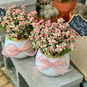 chậu sen đá đô la để bàn