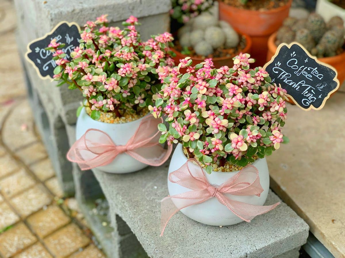 chậu sen đá đô la để bàn