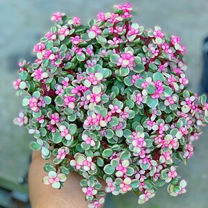 chậu sen đá đô la để bàn