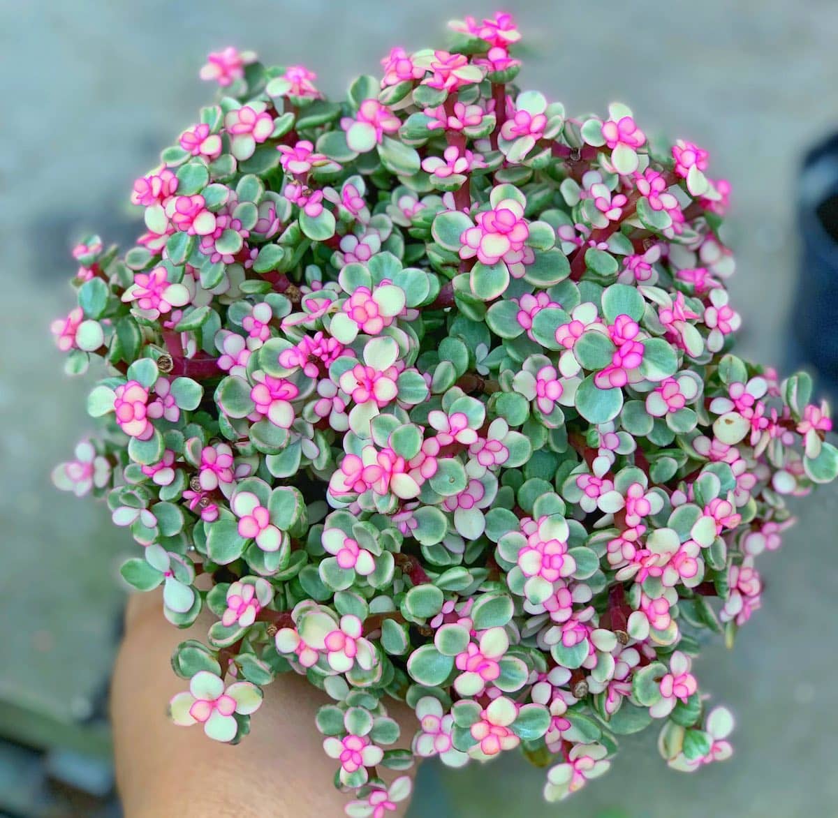 chậu sen đá đô la để bàn