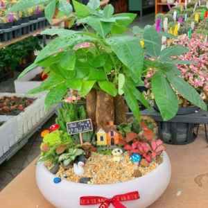 chậu cây kim ngân để bàn 3 thân