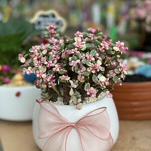 chậu sen đá đô la