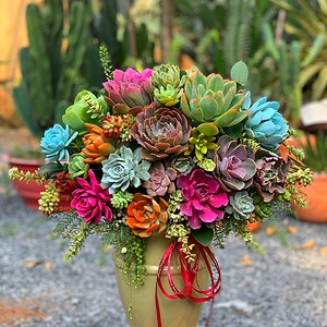 chậu sen đá lớn